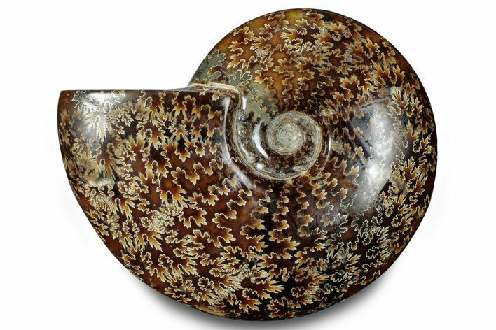 Polished Ammonite (Cleoniceras) Fossil - Madagascar #283314